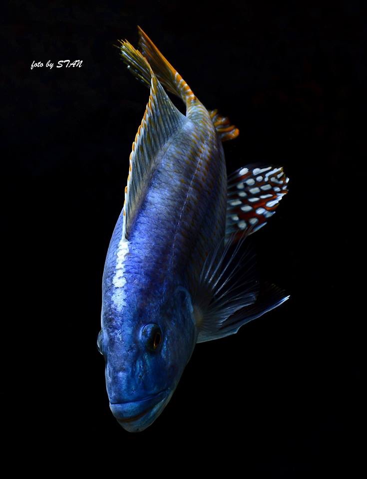 Nimbochromis fuscotaeniatus